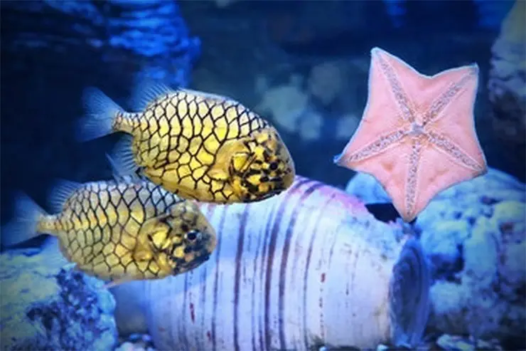 Mekong Delta's Humble Fish: Transformed into an Exquisite Grilled Delicacy for Food Lovers.
