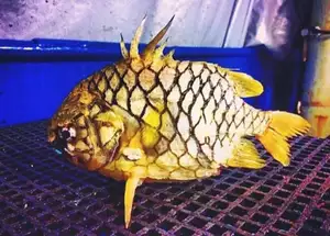 Mekong Delta's Humble Fish: Transformed into an Exquisite Grilled Delicacy for Food Lovers. - image 8