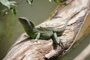 Top 10 Stunning Dragon Species of Vietnam: A Guide to the Country's Most Impressive Lizards and Geckos - image 3