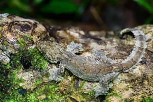Top 10 Stunning Dragon Species of Vietnam: A Guide to the Country's Most Impressive Lizards and Geckos - image 2