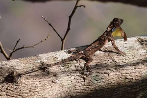 Top 10 Stunning Dragon Species of Vietnam: A Guide to the Country's Most Impressive Lizards and Geckos - image 6
