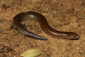 Top 10 Stunning Dragon Species of Vietnam: A Guide to the Country's Most Impressive Lizards and Geckos - image 1