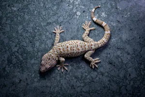 Top 10 Stunning Dragon Species of Vietnam: A Guide to the Country's Most Impressive Lizards and Geckos - image 5