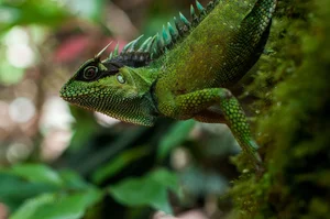 Top 10 Stunning Dragon Species of Vietnam: A Guide to the Country's Most Impressive Lizards and Geckos - image 9