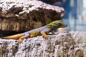 Top 10 Stunning Dragon Species of Vietnam: A Guide to the Country's Most Impressive Lizards and Geckos - image 8