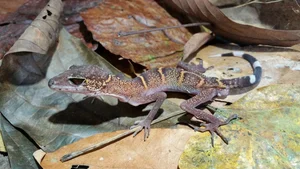 Top 10 Stunning Dragon Species of Vietnam: A Guide to the Country's Most Impressive Lizards and Geckos - image 0