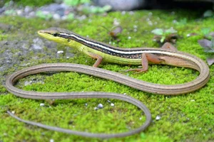 Top 10 Stunning Dragon Species of Vietnam: A Guide to the Country's Most Impressive Lizards and Geckos - image 7
