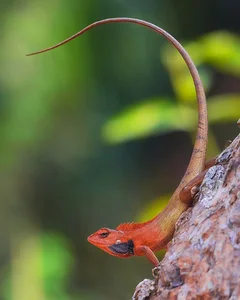 Top 10 Stunning Dragon Species of Vietnam: A Guide to the Country's Most Impressive Lizards and Geckos - image 4