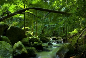 Nature’s Enigma: The Most Mysterious and Beautiful Forests on Earth - image 28