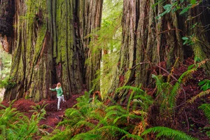 Nature’s Enigma: The Most Mysterious and Beautiful Forests on Earth - image 17