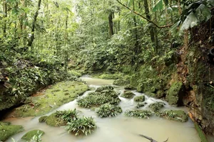 Nature’s Enigma: The Most Mysterious and Beautiful Forests on Earth - image 18