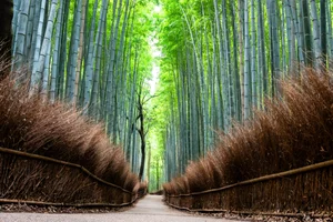 Nature’s Enigma: The Most Mysterious and Beautiful Forests on Earth - image 7