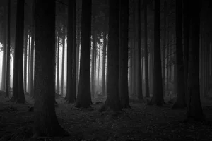 Nature’s Enigma: The Most Mysterious and Beautiful Forests on Earth - image 45