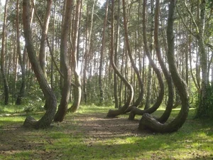 Nature’s Enigma: The Most Mysterious and Beautiful Forests on Earth - image 35