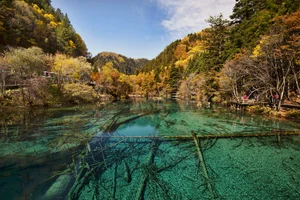 Nature’s Enigma: The Most Mysterious and Beautiful Forests on Earth - image 24