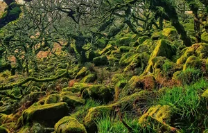 Nature’s Enigma: The Most Mysterious and Beautiful Forests on Earth - image 11