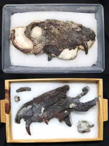 Ancient Prehistoric Beast Older Than Dinosaurs Discovered: A Shocking Paleontological Breakthrough - image 4