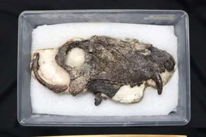 Ancient Prehistoric Beast Older Than Dinosaurs Discovered: A Shocking Paleontological Breakthrough - image 0