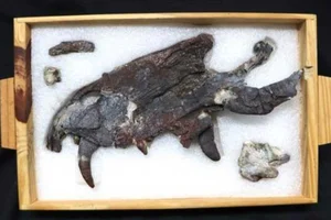 Ancient Prehistoric Beast Older Than Dinosaurs Discovered: A Shocking Paleontological Breakthrough - image 3