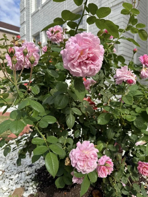 Inside Dan Truong's Stunning Rose-Filled Luxury Villa in the United States