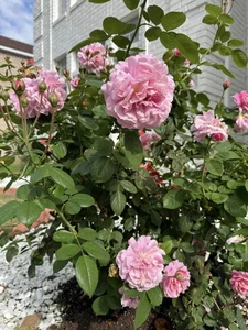 Inside Dan Truong's Stunning Rose-Filled Luxury Villa in the United States - image 6