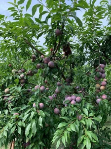 Moc Chau Plum Harvest Travel Guide: Choosing the Best Budget-Friendly Tours - image 1