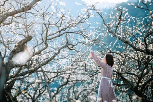 Moc Chau Plum Harvest Travel Guide: Choosing the Best Budget-Friendly Tours - image 0