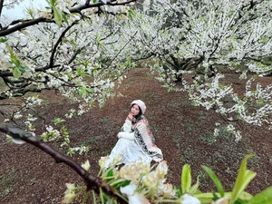 Moc Chau Plum Harvest Travel Guide: Choosing the Best Budget-Friendly Tours - image 2