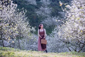 Moc Chau Plum Harvest Travel Guide: Choosing the Best Budget-Friendly Tours - image 4