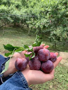 Moc Chau Plum Harvest Travel Guide: Choosing the Best Budget-Friendly Tours - image 6