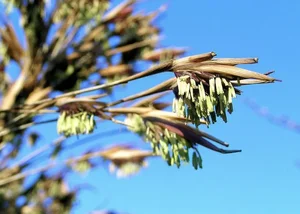 The Century Flower: A Rare Glimpse at Nature's Hundred-Year Bloom - image 0