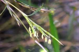 The Century Flower: A Rare Glimpse at Nature's Hundred-Year Bloom - image 4