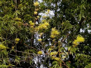 The Century Flower: A Rare Glimpse at Nature's Hundred-Year Bloom - image 6