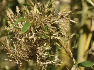 The Century Flower: A Rare Glimpse at Nature's Hundred-Year Bloom - image 1