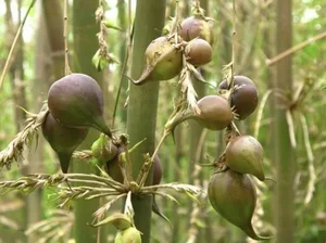 The Century Flower: A Rare Glimpse at Nature's Hundred-Year Bloom - image 3