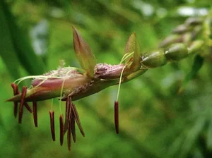 The Century Flower: A Rare Glimpse at Nature's Hundred-Year Bloom - image 2