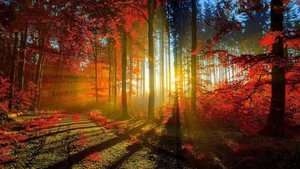Explore 100+ stunning Full HD nature and landscape wallpapers for desktop - image 35