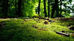 Explore 100+ stunning Full HD nature and landscape wallpapers for desktop - image 34