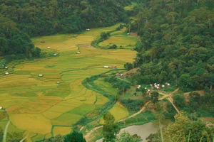 A Photographer's Guide to Kon Tu Rang's Stunning Harvest Landscape - image 11