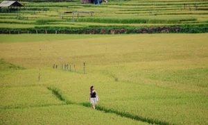A Photographer's Guide to Kon Tu Rang's Stunning Harvest Landscape - image 5
