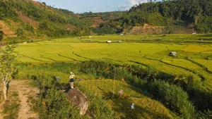 A Photographer's Guide to Kon Tu Rang's Stunning Harvest Landscape - image 4