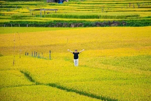 A Photographer's Guide to Kon Tu Rang's Stunning Harvest Landscape - image 6