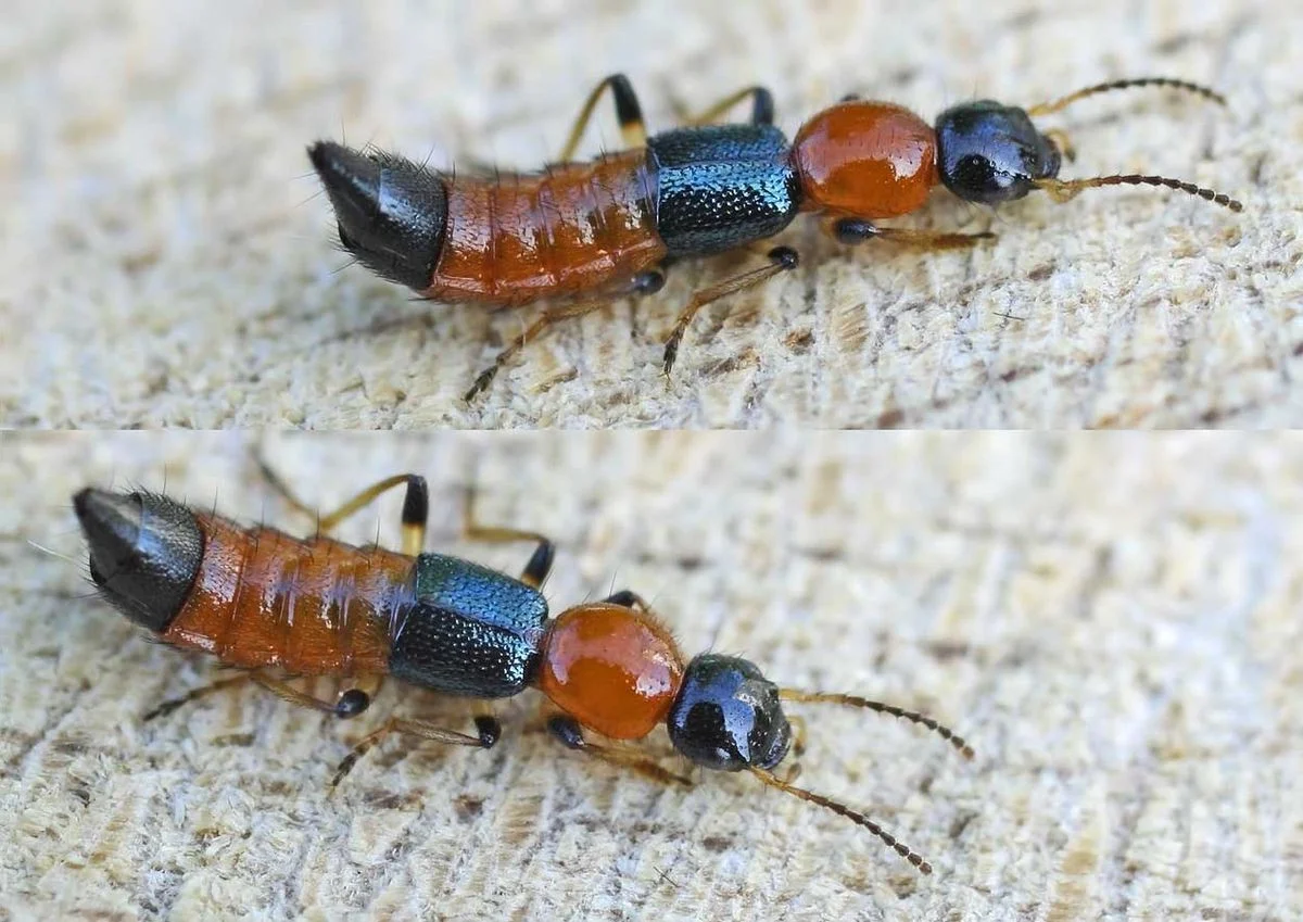The Hidden Danger: Identifying Vietnam's Most Hazardous Beetles