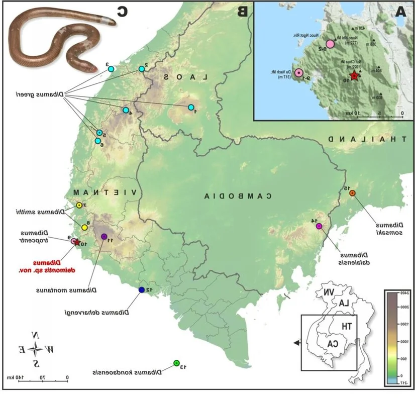 New Blind Lizard Species Dibamus Deimontis Discovered in Vietnam’s Nui Chua