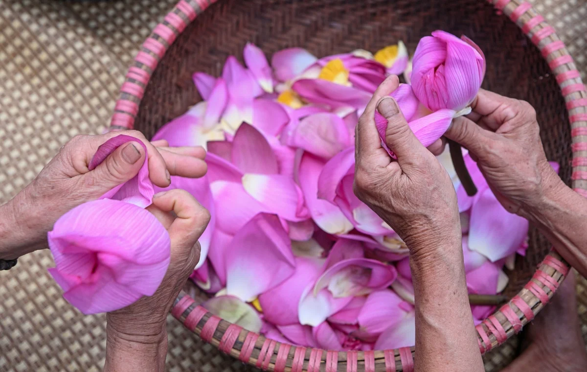 The Ancient Craft of Vietnamese Lotus Tea: A Luxury Tradition in Hanoi