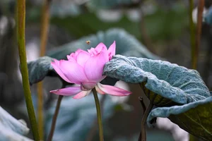 The Ancient Craft of Vietnamese Lotus Tea: A Luxury Tradition in Hanoi - image 9