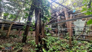 The Tragic Decay of Thanh Hoa's Historic Chinese Merchant Assembly Hall - image 3