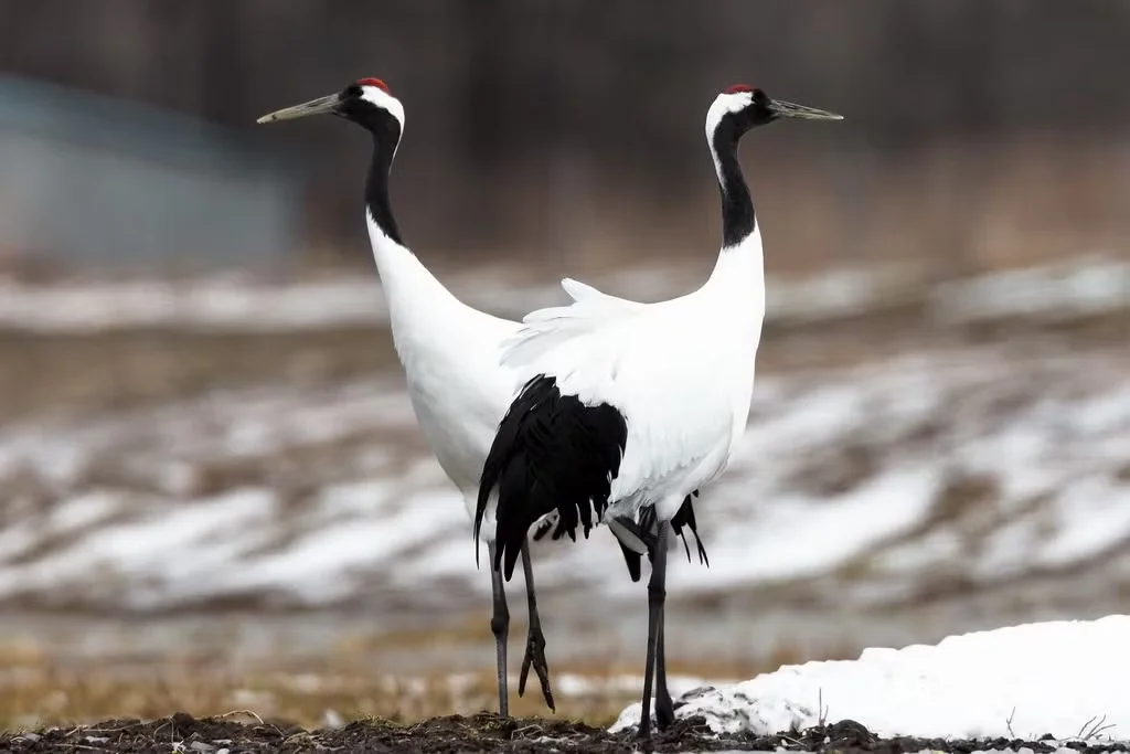The Iconic Red-Crowned Crane: A Symbol of Japan's Natural Heritage
