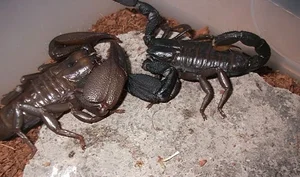 Chilling Reality: Top Cold-Blooded Animals That Devour Their Mates After Mating - image 5