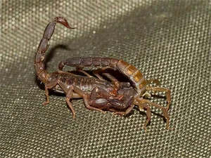 Chilling Reality: Top Cold-Blooded Animals That Devour Their Mates After Mating - image 4